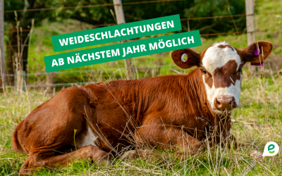 Landwirtschaft: „Weideschlachtungen ab nächstem Jahr möglich“