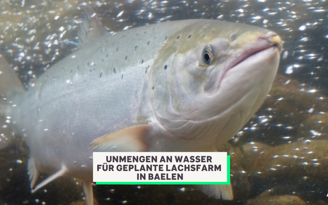 Ecolo Ostbelgien besorgt um Wasserverbrauch einer geplanten Lachsfarm in Baelen