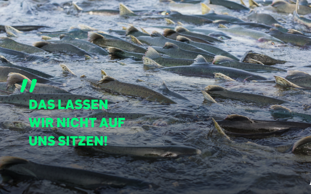 Lachsfarm: Ecolo reagiert auf Vorwürfe von Cold Water