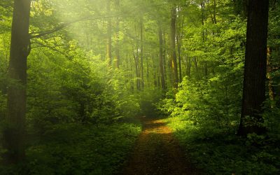 Wort den Parteien – Wald neu denken